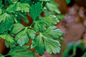 Le persil est chéri par l’Académie de médecine : il contient de l’apiol qui prévient l’embolie et les spasmes.