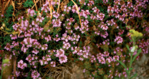 Bénéfique, le serpolet soutient le goût, assiste la digestion et stimule l’appétit.